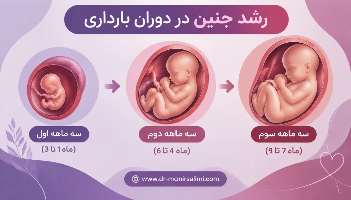 اینفوگرافیک رشد جنین در سه ماهه اول دوم و سوم بارداری